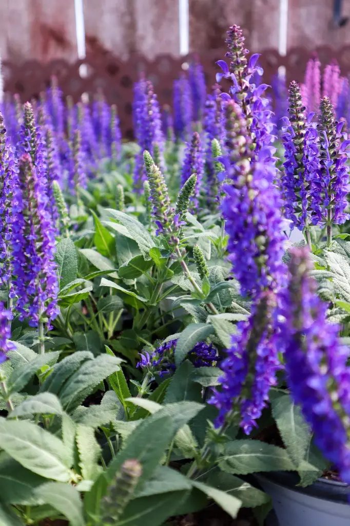 Violet Riot Salvia | Pollinator Perennial | Grimm's Gardens
